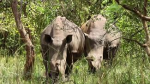 Dossier : le rhinoc&eacute;ros