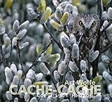 Cache-cache