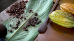 Dossier : le chocolat