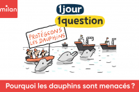 Pourquoi les dauphins sont menacés ?