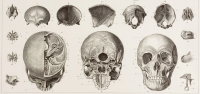 Racisme scientifique et m&eacute;dical, des pseudo-th&eacute;ories pour mieux dominer